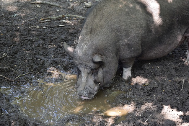 难杀入决赛 难杀入决赛