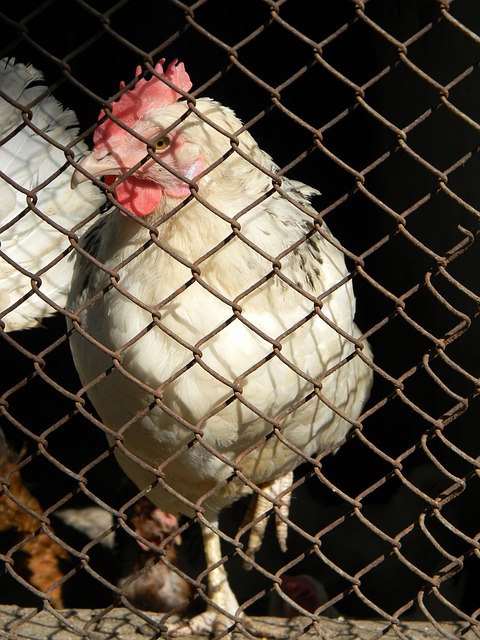 国王杯-费兰30分钟戴帽亚马尔建功 巴萨5-0晋级4强.